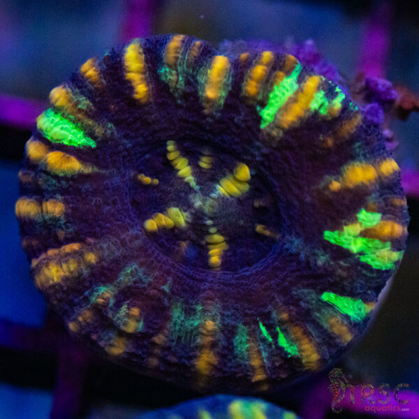 TRSC Ultra Button Scolymia B01