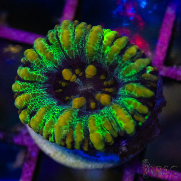 TRSC Ultra Button Scolymia B02