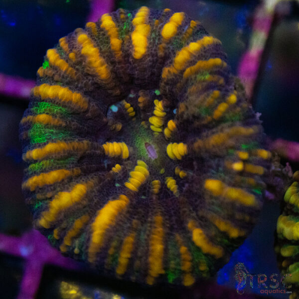 TRSC Ultra Button Scolymia B03
