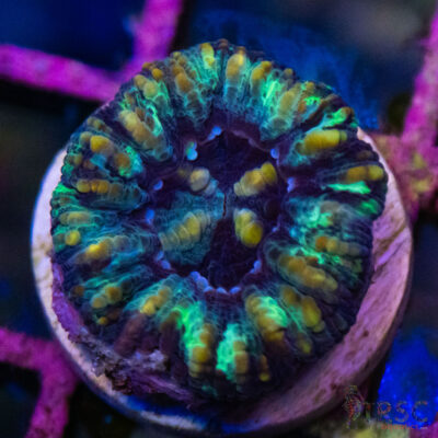 TRSC Ultra Button Scolymia B04