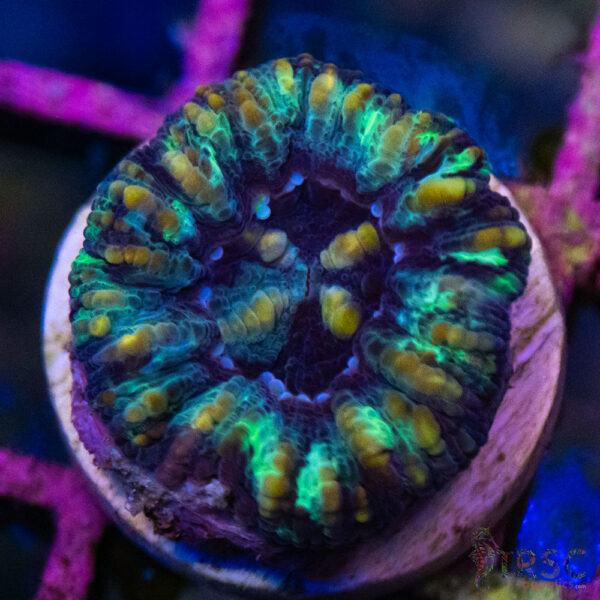 TRSC Ultra Button Scolymia B04