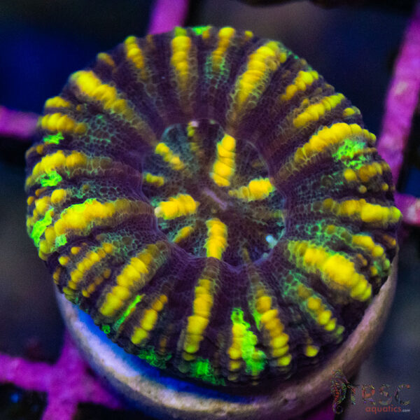 TRSC Ultra Button Scolymia B05