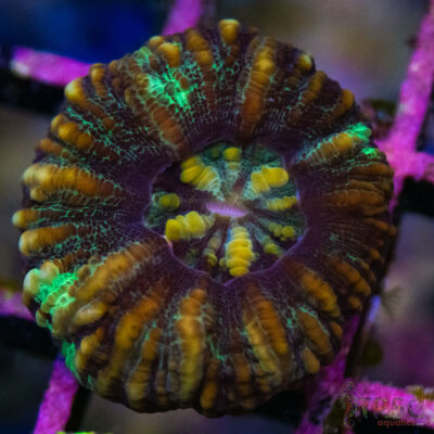 TRSC Ultra Button Scolymia B06