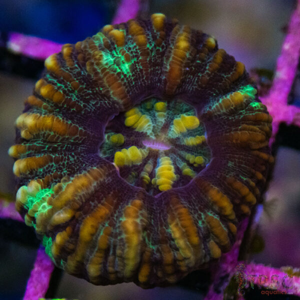 TRSC Ultra Button Scolymia B06