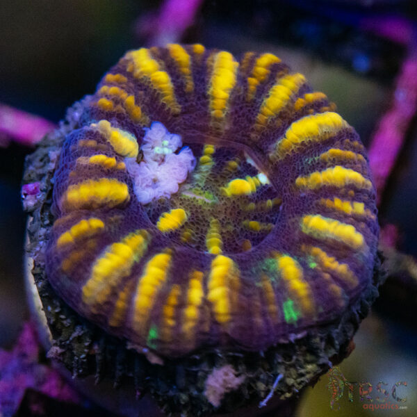 TRSC Ultra Button Scolymia B07