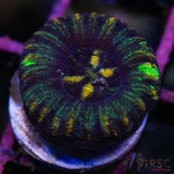 TRSC Ultra Button Scolymia B08