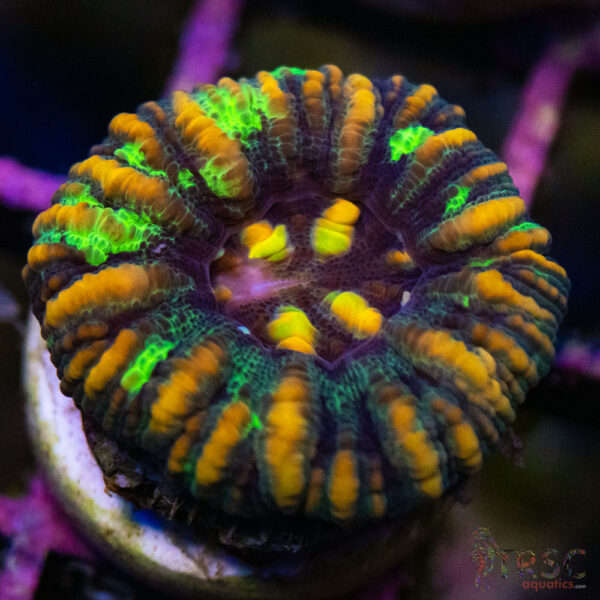 TRSC Ultra Button Scolymia B09