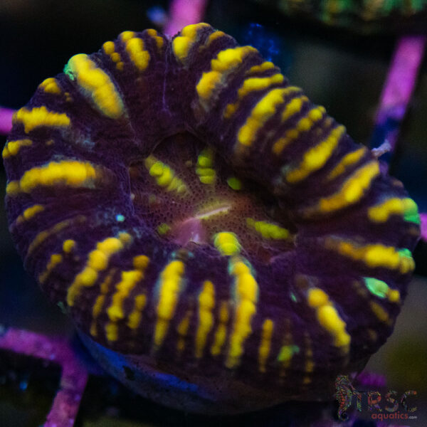 TRSC Ultra Button Scolymia B10