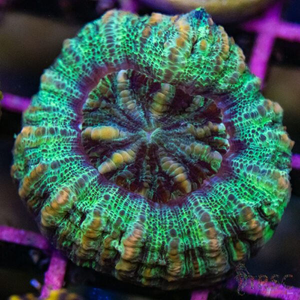 TRSC Ultra Button Scolymia B11