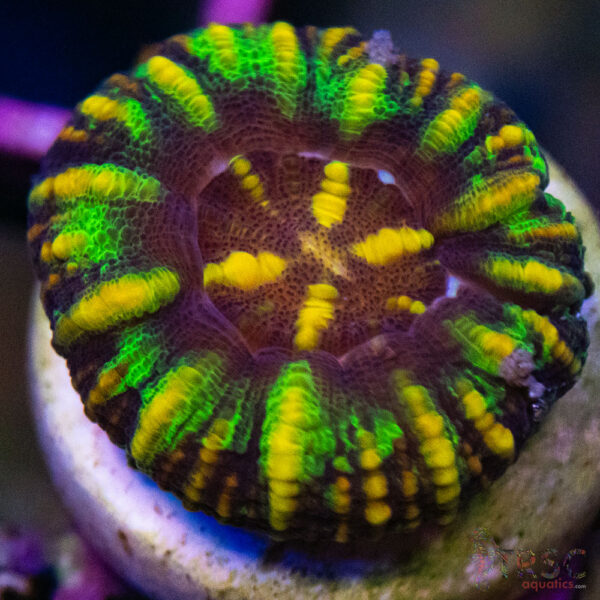 TRSC Ultra Button Scolymia B12