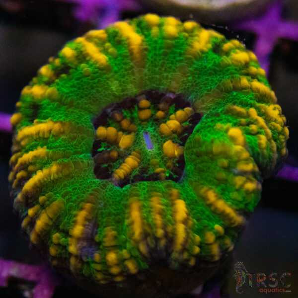 TRSC Ultra Button Scolymia B13