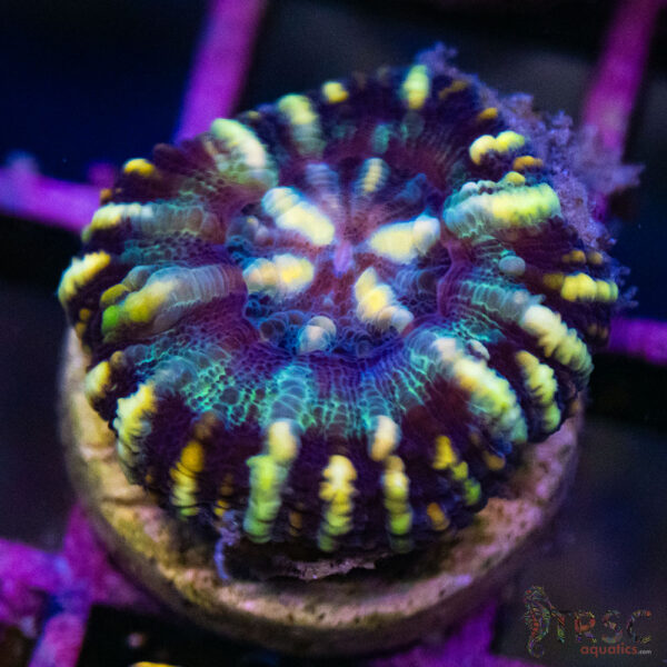 TRSC Ultra Button Scolymia B14
