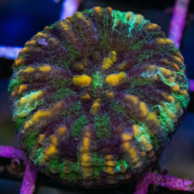 TRSC Ultra Button Scolymia B15