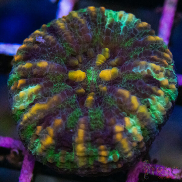 TRSC Ultra Button Scolymia B15
