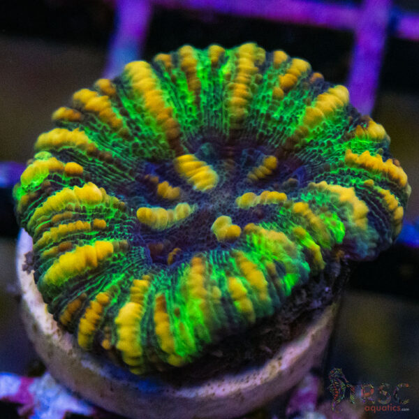TRSC Ultra Button Scolymia B16