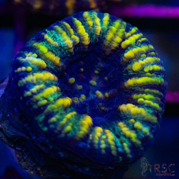 TRSC Ultra Button Scolymia C01