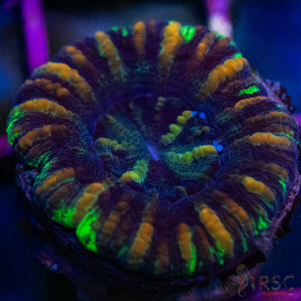 TRSC Ultra Button Scolymia C02