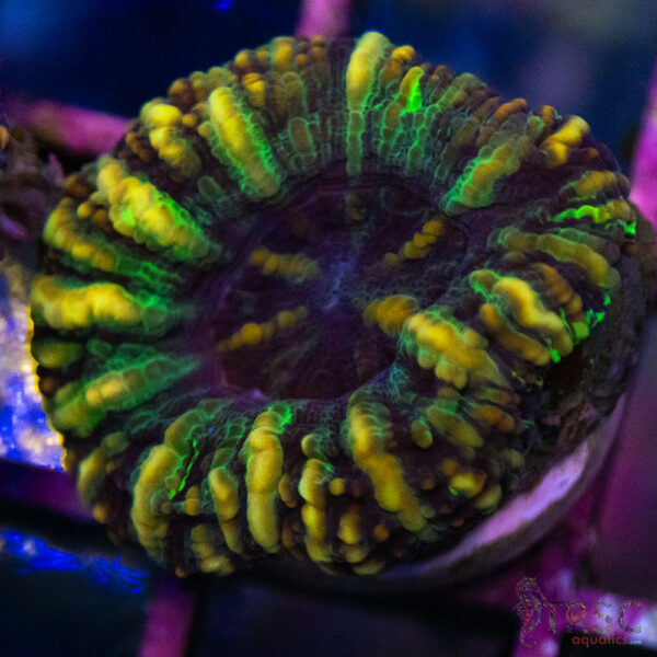 TRSC Ultra Button Scolymia C03