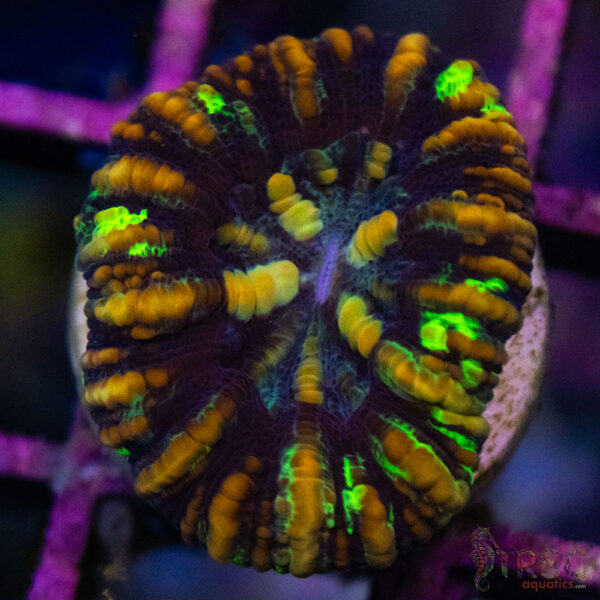 TRSC Ultra Button Scolymia C05
