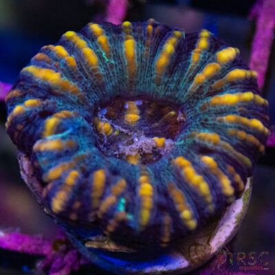 TRSC Ultra Button Scolymia C06