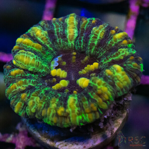 TRSC Ultra Button Scolymia C07