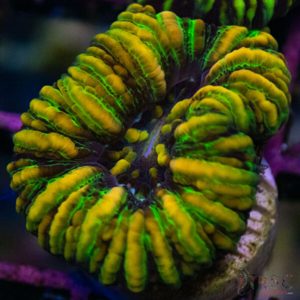 TRSC Ultra Button Scolymia C08