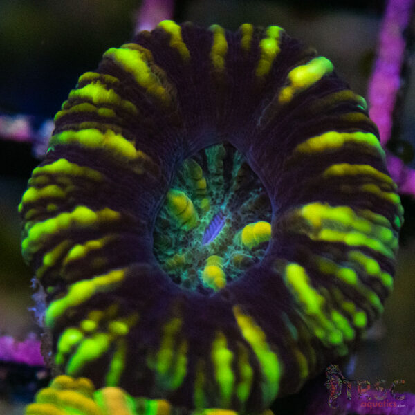 TRSC Ultra Button Scolymia C09