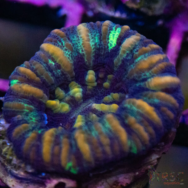 TRSC Ultra Button Scolymia C10