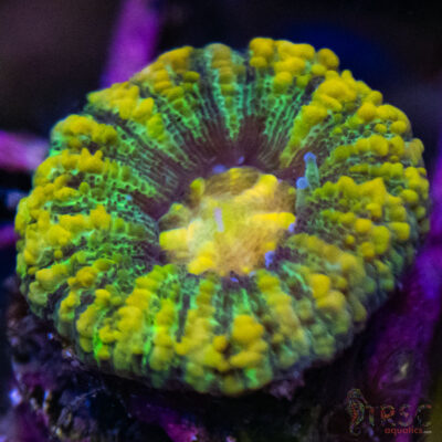 TRSC Ultra Button Scolymia C11