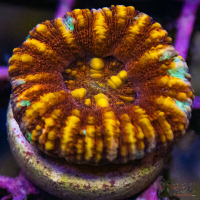 TRSC Ultra Button Scolymia C12