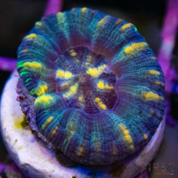 TRSC Ultra Button Scolymia C13