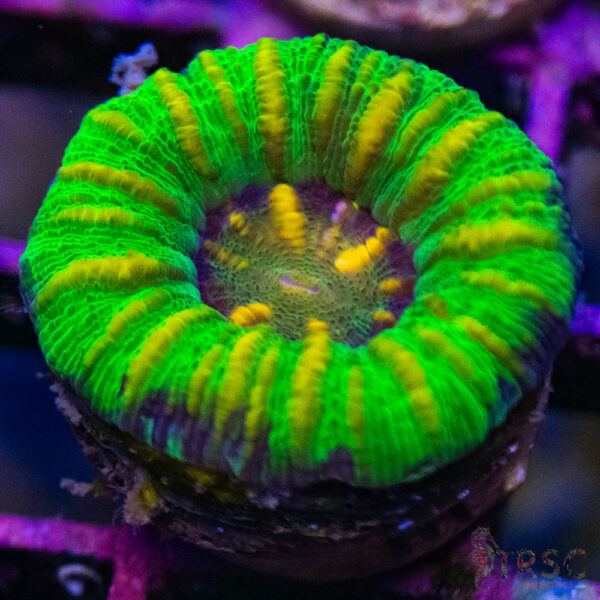 TRSC Ultra Button Scolymia C14