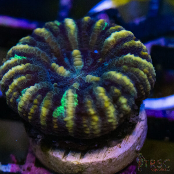 TRSC Ultra Button Scolymia C16