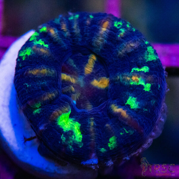 TRSC Ultra Button Scolymia D01