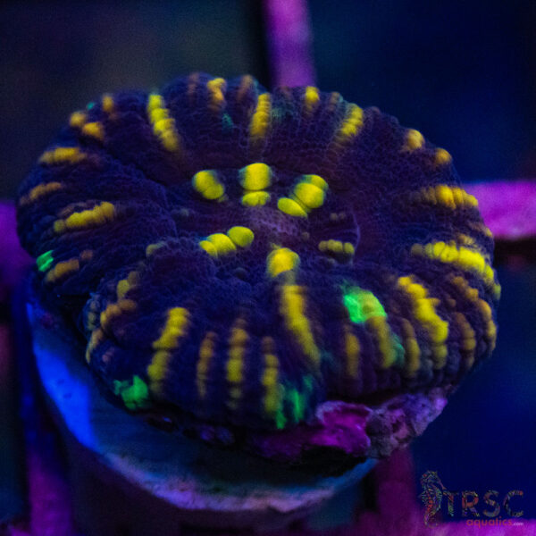 TRSC Ultra Button Scolymia D02