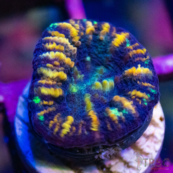 TRSC Ultra Button Scolymia D03