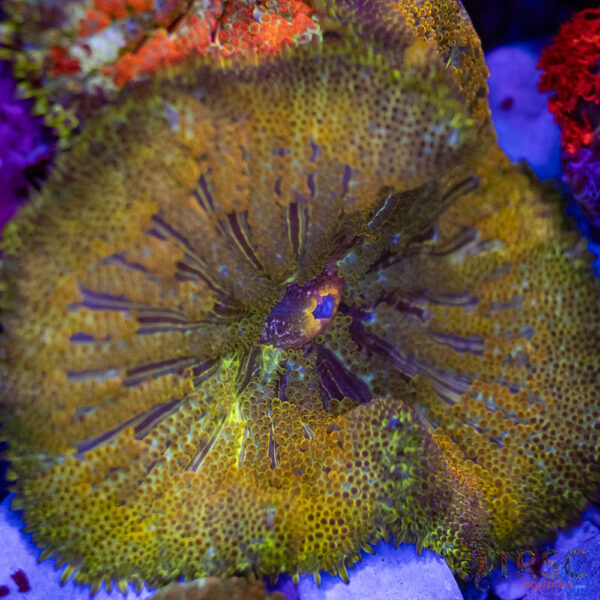 TR Ultra MiniMaxi Carpet Anemone A01