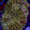 TR Ultra MiniMaxi Carpet Anemone A02