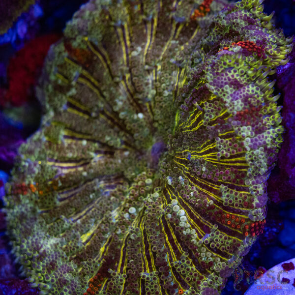 TR Ultra MiniMaxi Carpet Anemone A02