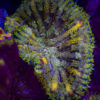 TR Ultra MiniMaxi Carpet Anemone A03 1 UTS04112020 CARPET A03