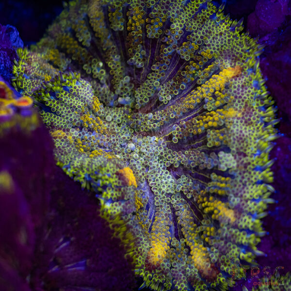 TR Ultra MiniMaxi Carpet Anemone A03