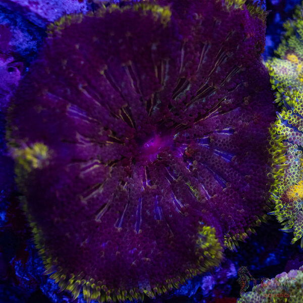 TR Ultra MiniMaxi Carpet Anemone A04