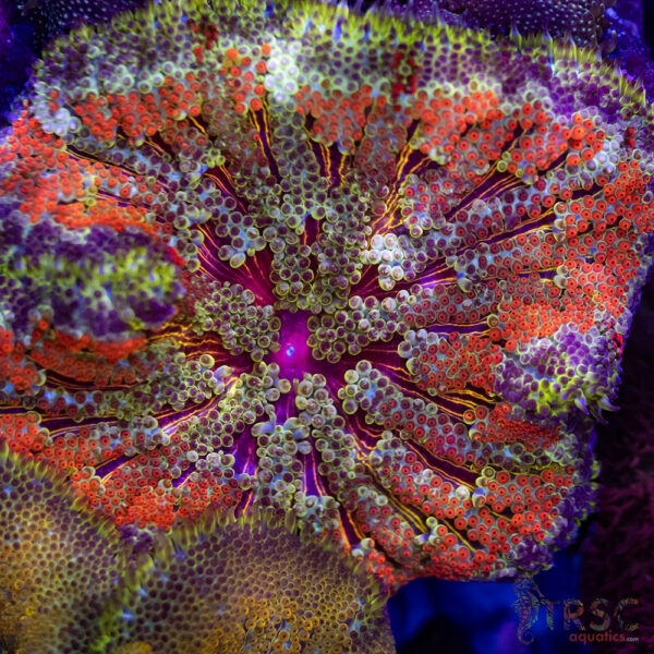 TR Ultra MiniMaxi Carpet Anemone A05