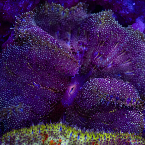 TR Ultra MiniMaxi Carpet Anemone A06