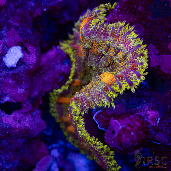 TR Ultra MiniMaxi Carpet Anemone A07
