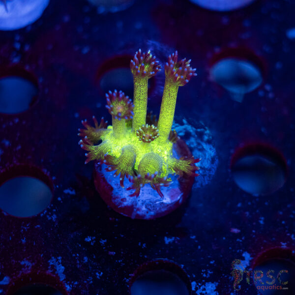 TR Glitterbomb Goni A01