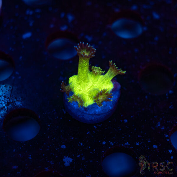 TR Glitterbomb Goni A02