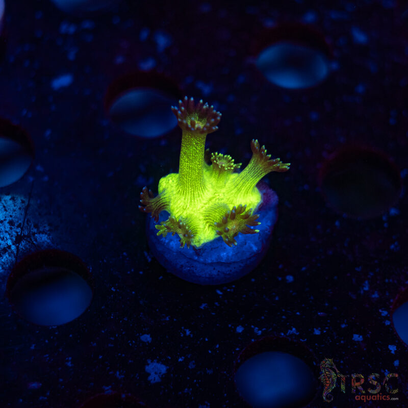 TRSC Aquatics