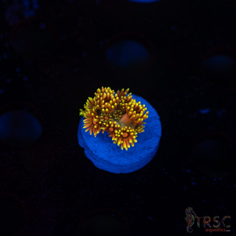 TRSC Aquatics
