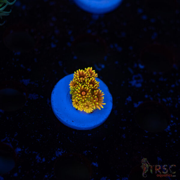 TR Solar Flare Torch A08